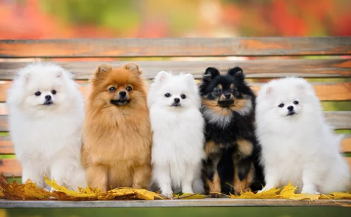 포메라니안/출처:어도비스톡