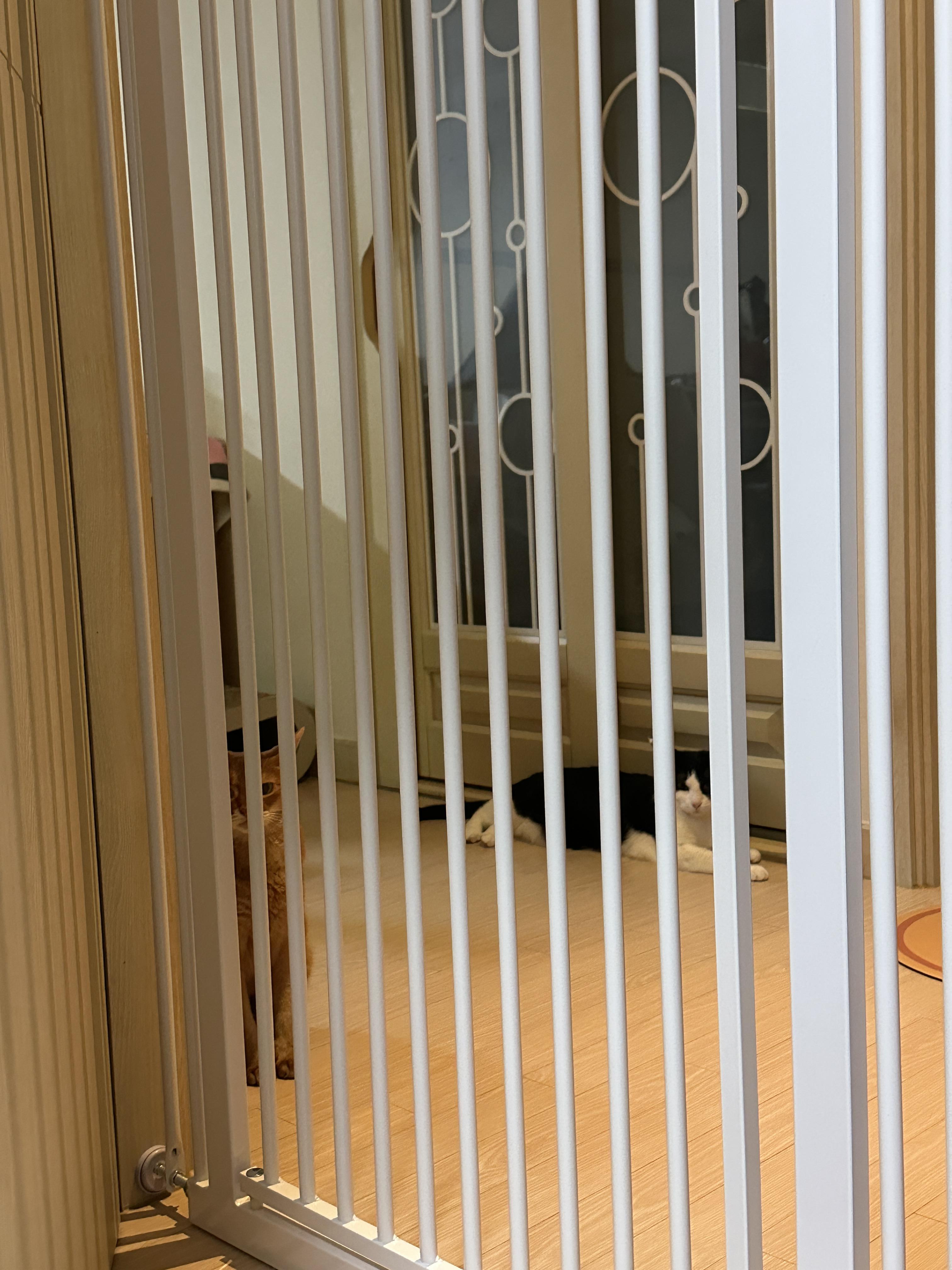 안전문_밖의_아비시니안_루나와_치즈냥이_두리