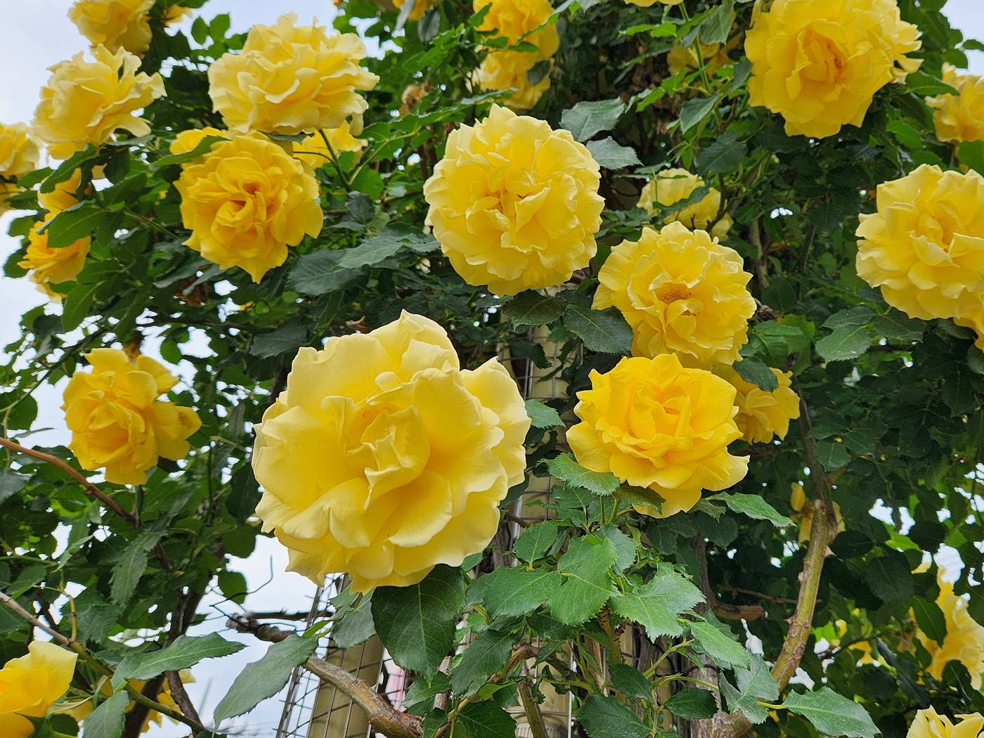 장미 캔들라이트 Candlelight