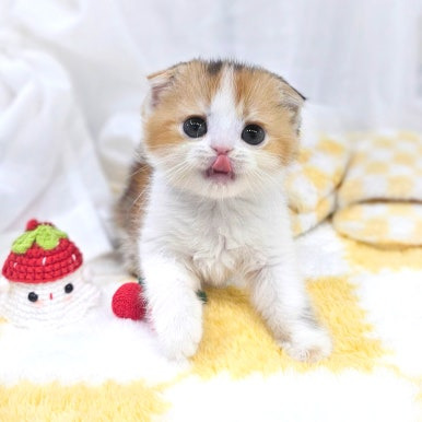 고양이 나오는 꿈, 고양이한테 물리는 꿈, 고양이가 달려드는 꿈, 새끼고양이 꿈 해몽 풀이