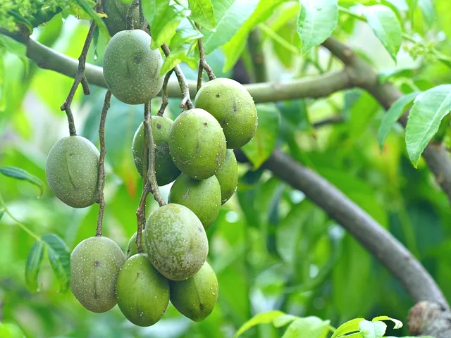 매실의 항산화 작용