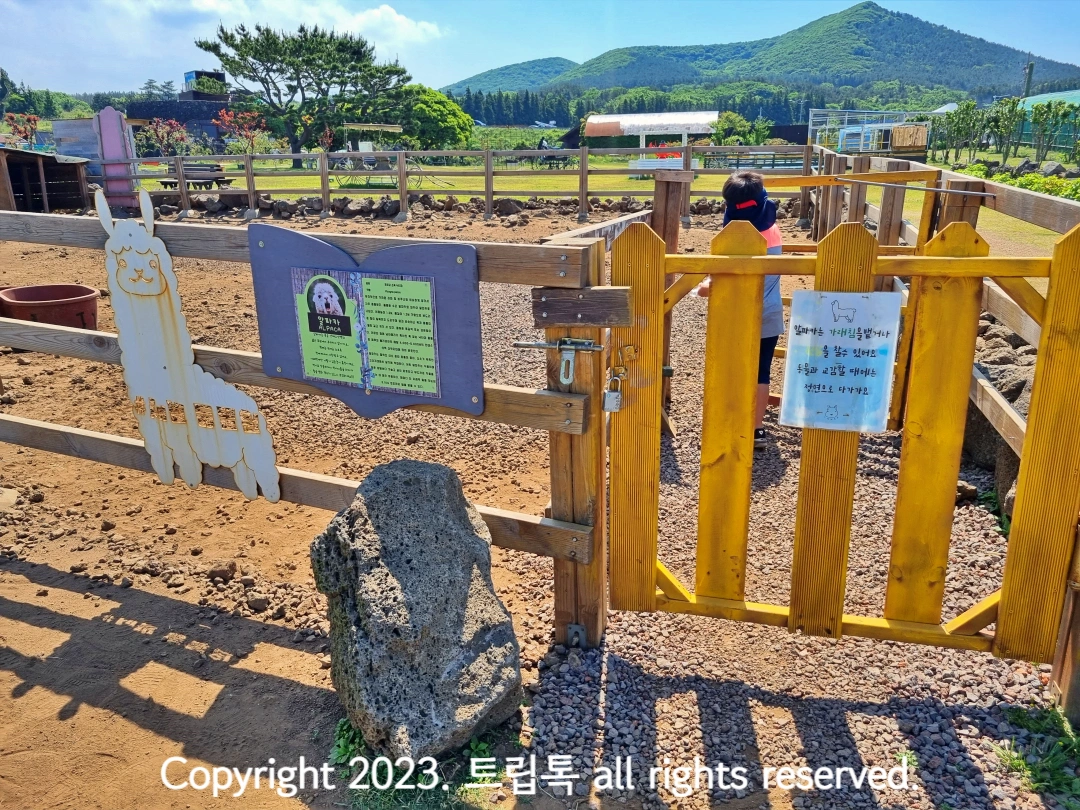 알파카 우리의 문이 노란색이다