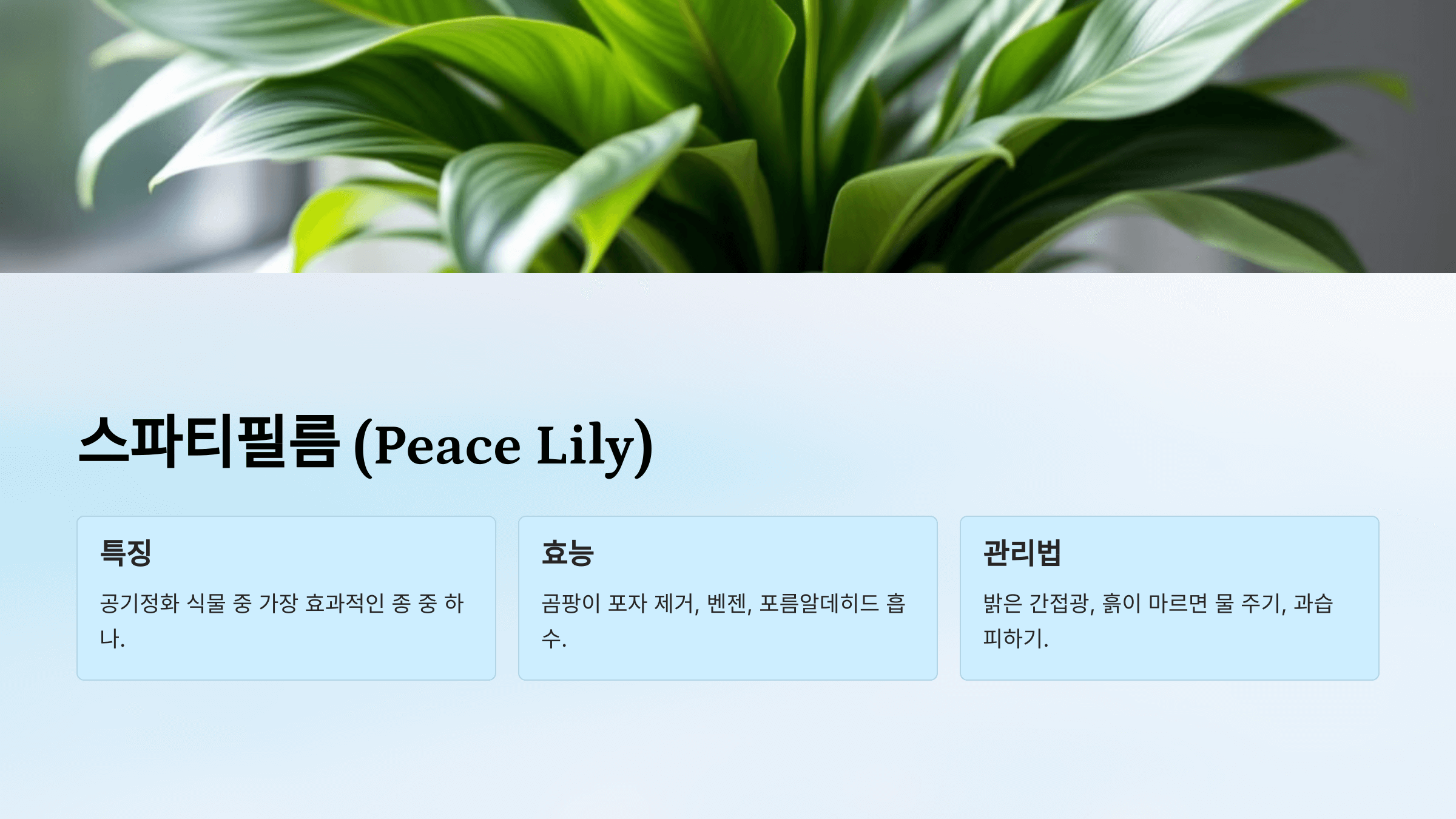 공기정화 식물 사진입니다.