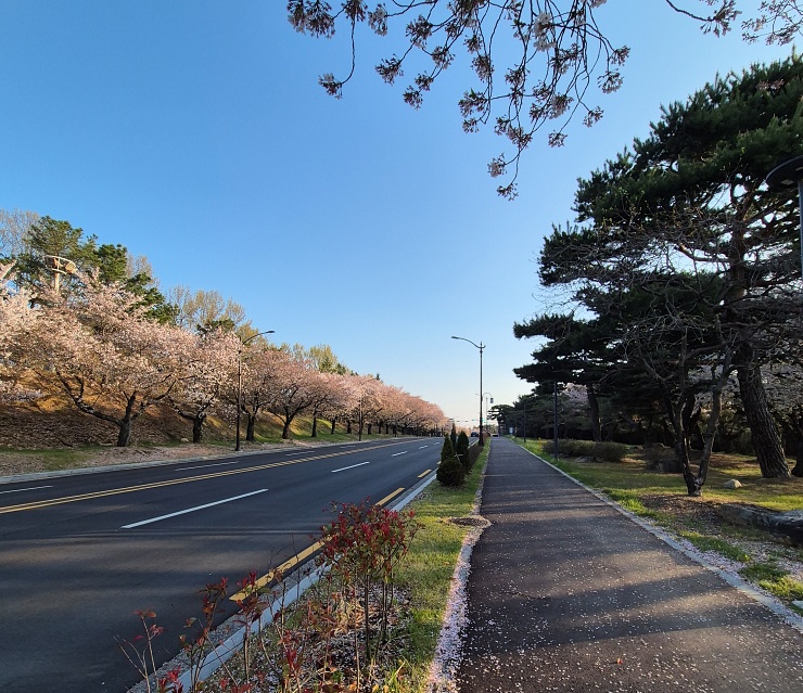 경주 보문단지 벚꽃 러닝 코스