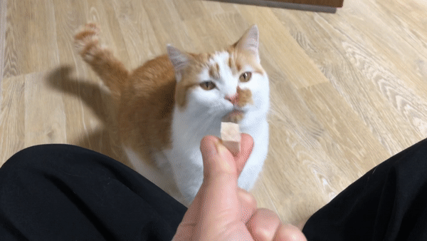 국내산고양이간식