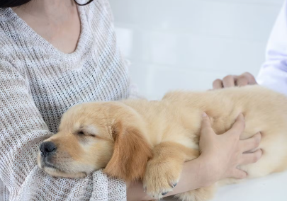 개와 동물 병원.