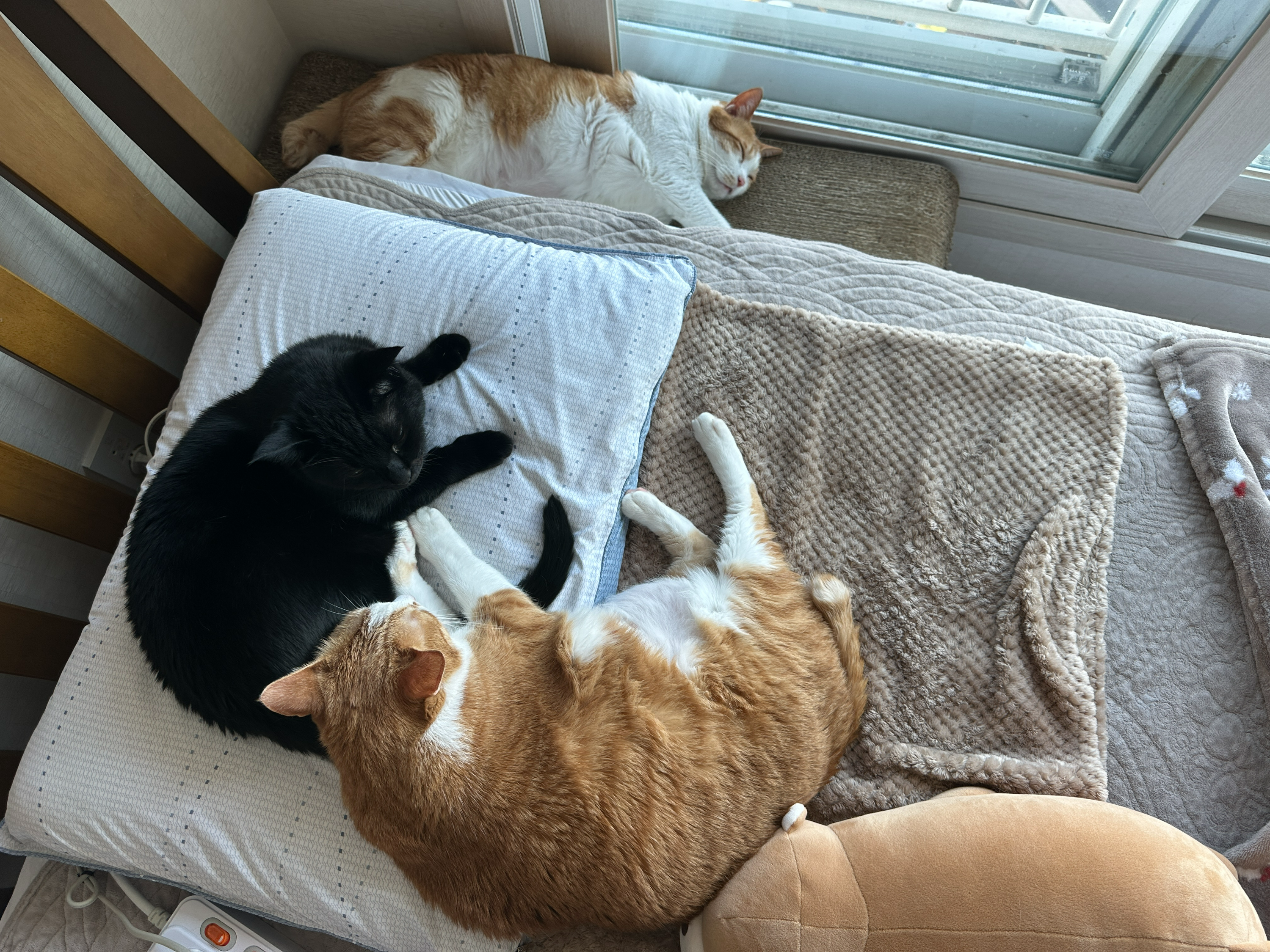 건이한테_기대서_자고_있는_호야와_창문_앞_스크래쳐_위에서_자고_있는_막둥이_1