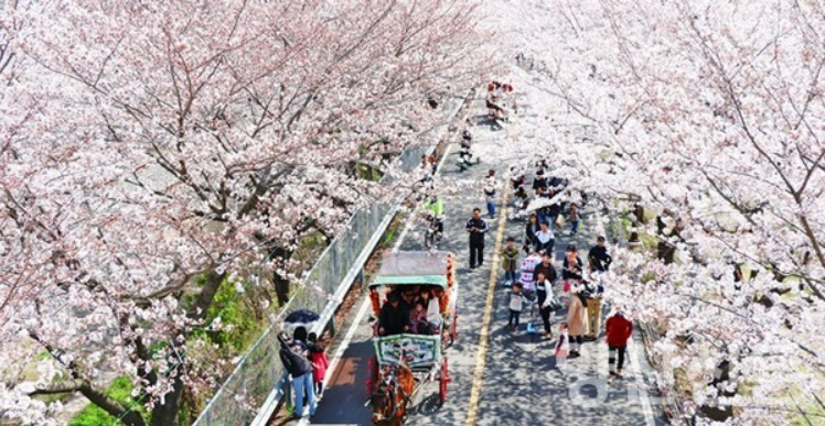 양산-물금-벚꽃축제
