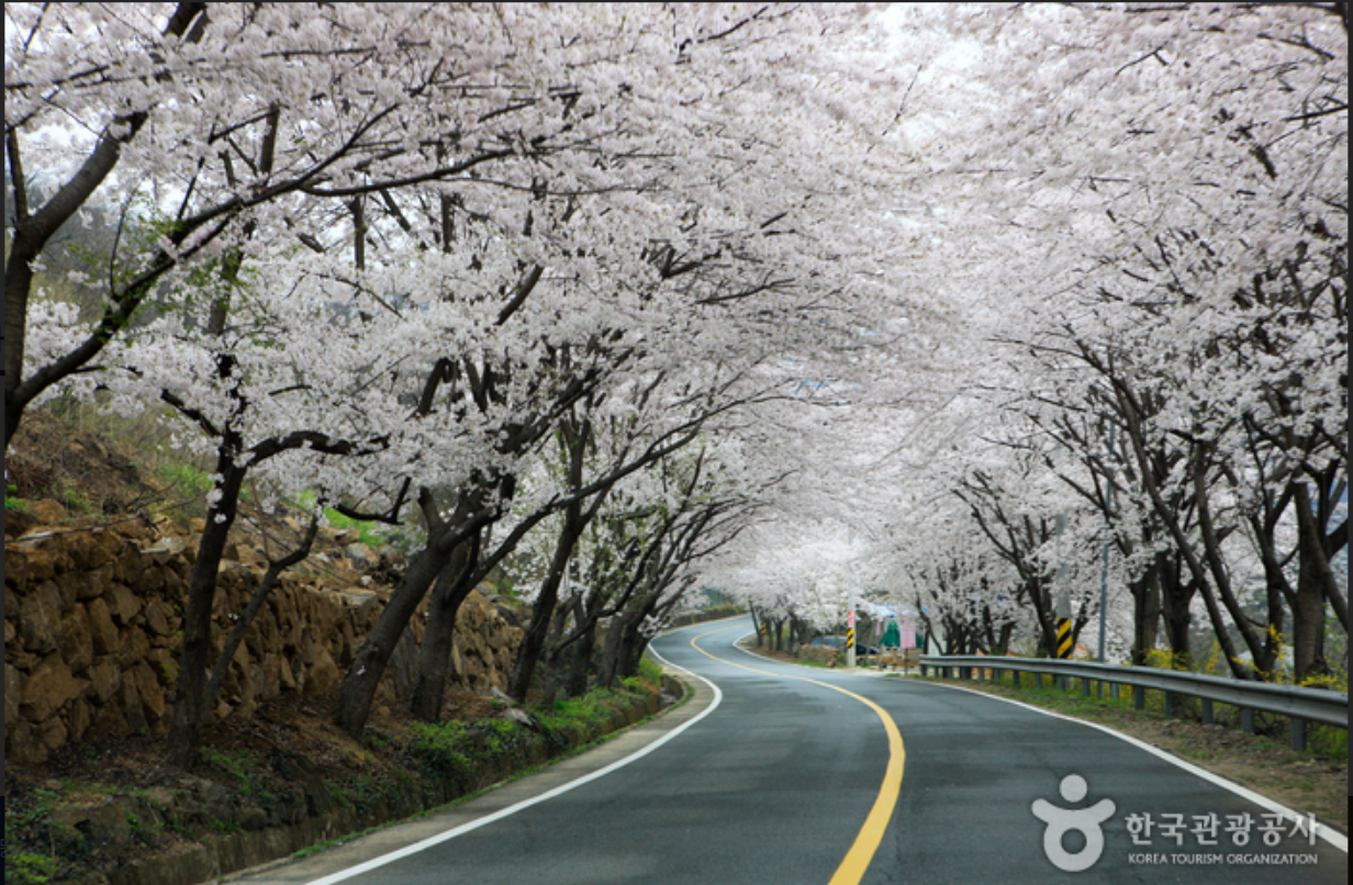 하동-십리벚꽃-길