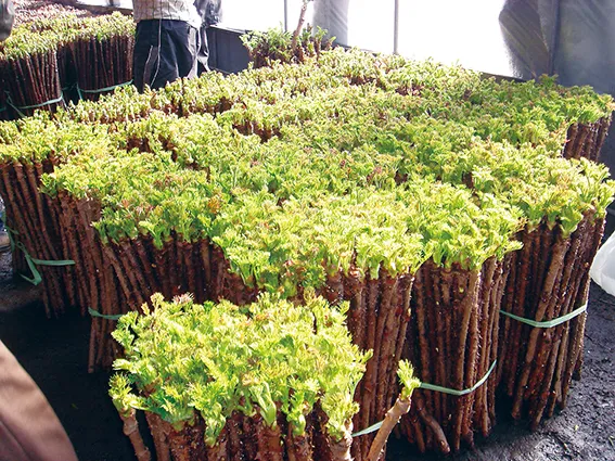 두릅 재배 순 수확 시기 가지치기 겨울 보온_2