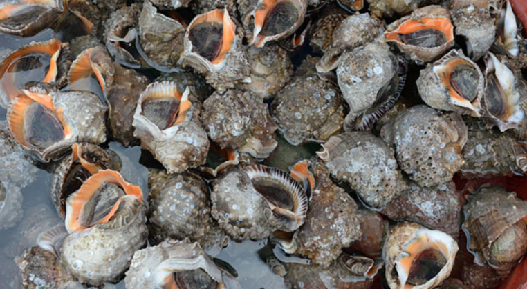 화성 피뿔고둥 양념코너 5호점&amp;#44; 궁평항 근처 회 맛집에서 만나는 제철 해산물