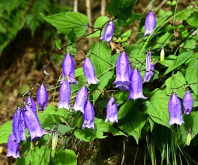 가을에 피는 꽃 금강초롱꽃