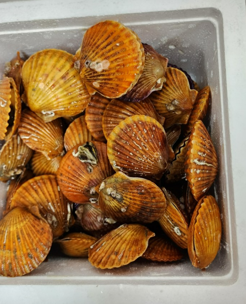 오늘엔&amp;#44; 경남 가리비/굴 제철 경민수산 안내 