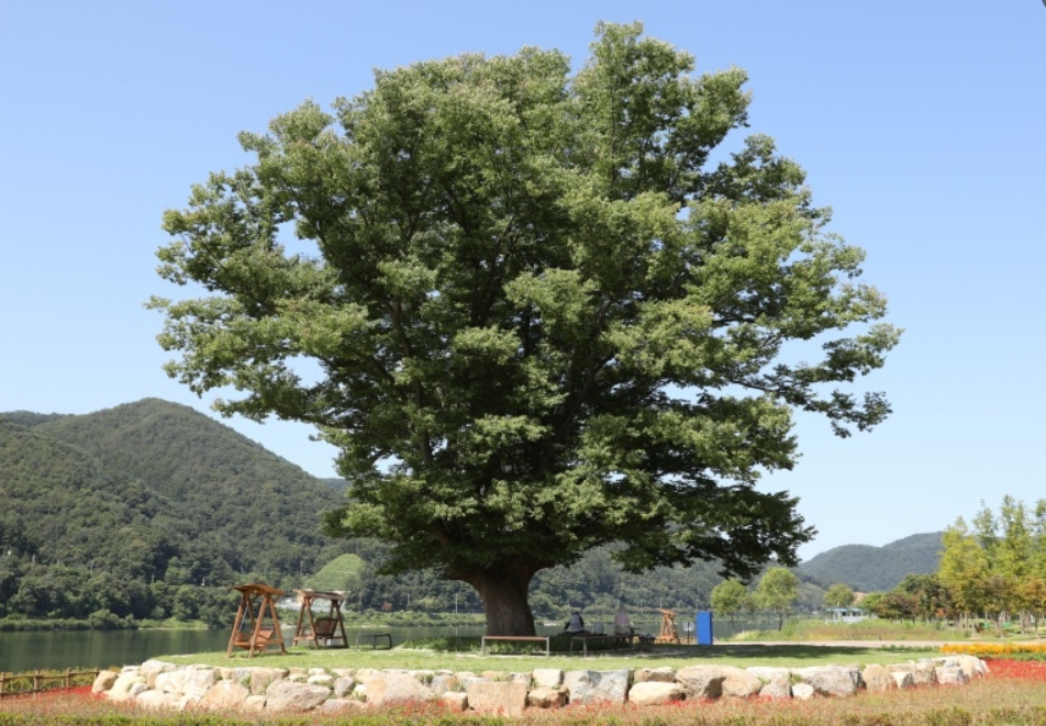 사랑나무 여행