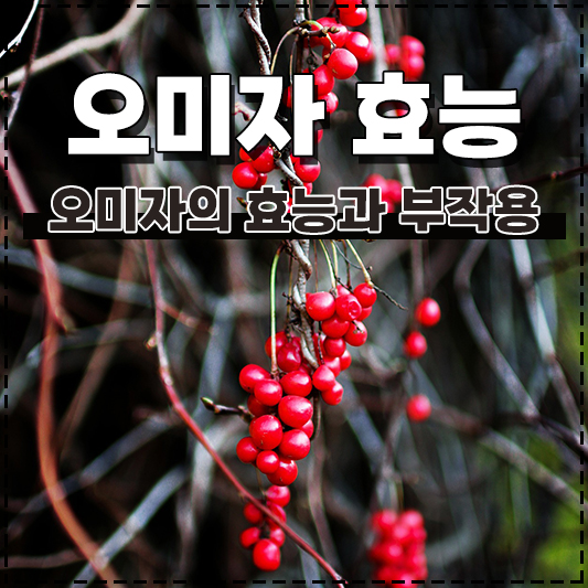 오미자 효능과 부작용