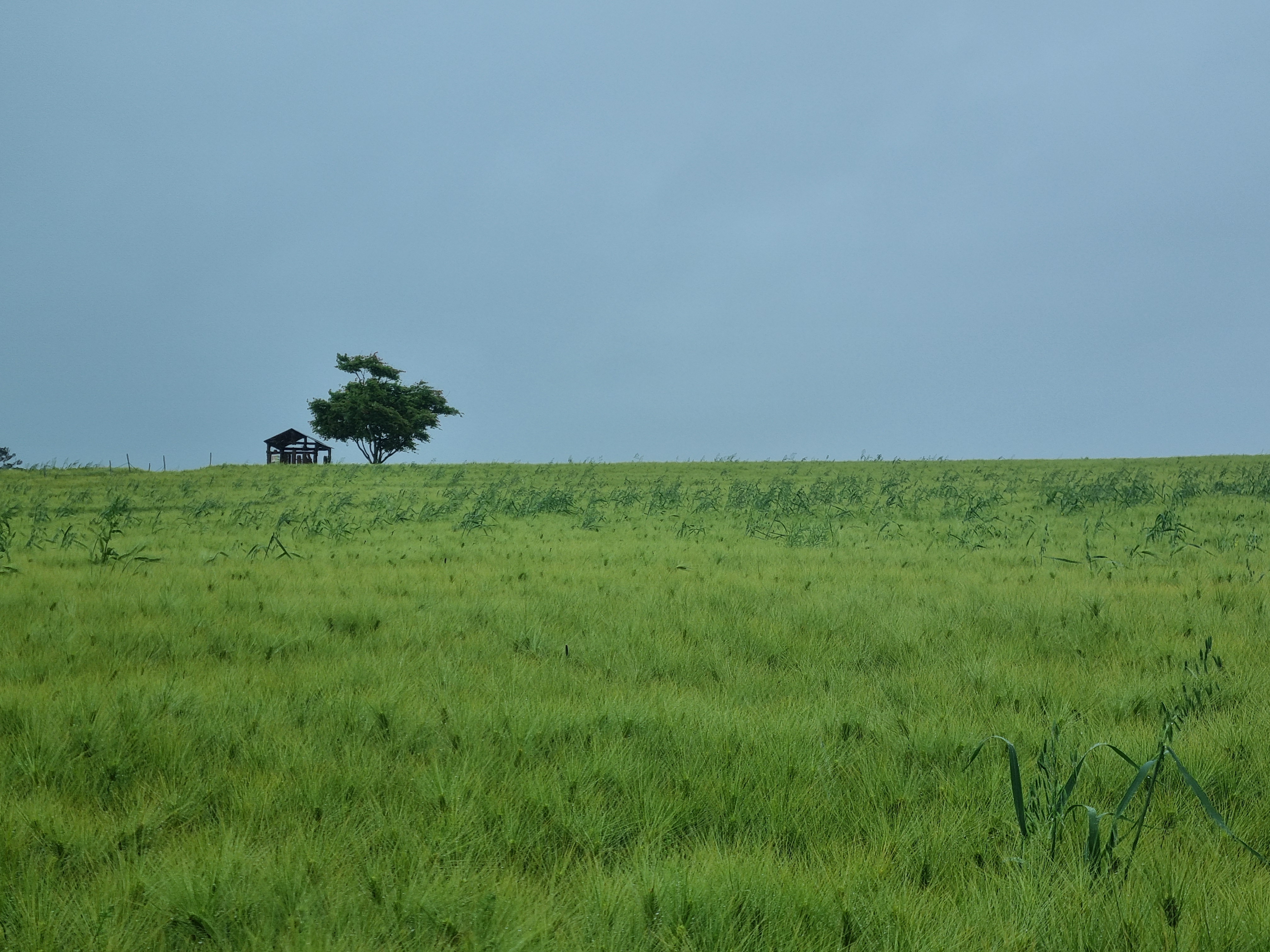 고창 청보리밭축제