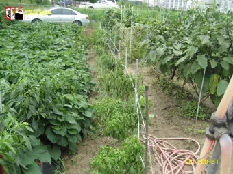 가을 텃밭 작물 추천 상추 열무 시금치 쌈채소 재배법_12