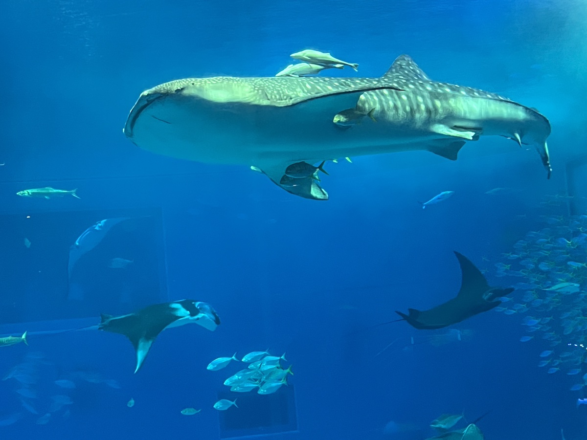츄라우미 수족관 - 고래상어와 만타레이