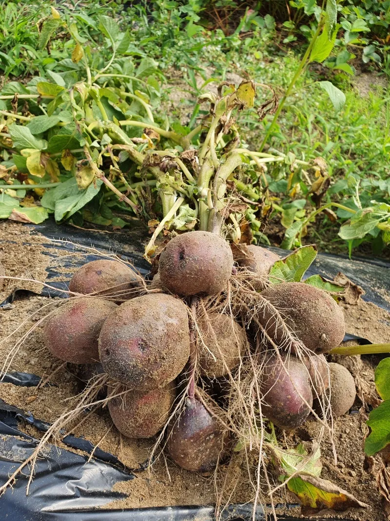 감자 수확시기 지역별 차이와 재배 팁_5