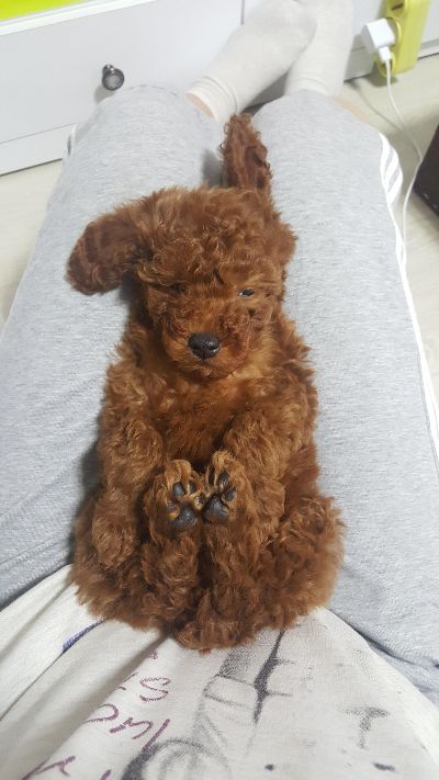 강아지 빗질은 얼마나 자주 해야 할까? 털 관리 방법
