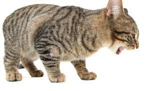 토할 것 같은 새끼 고양이.