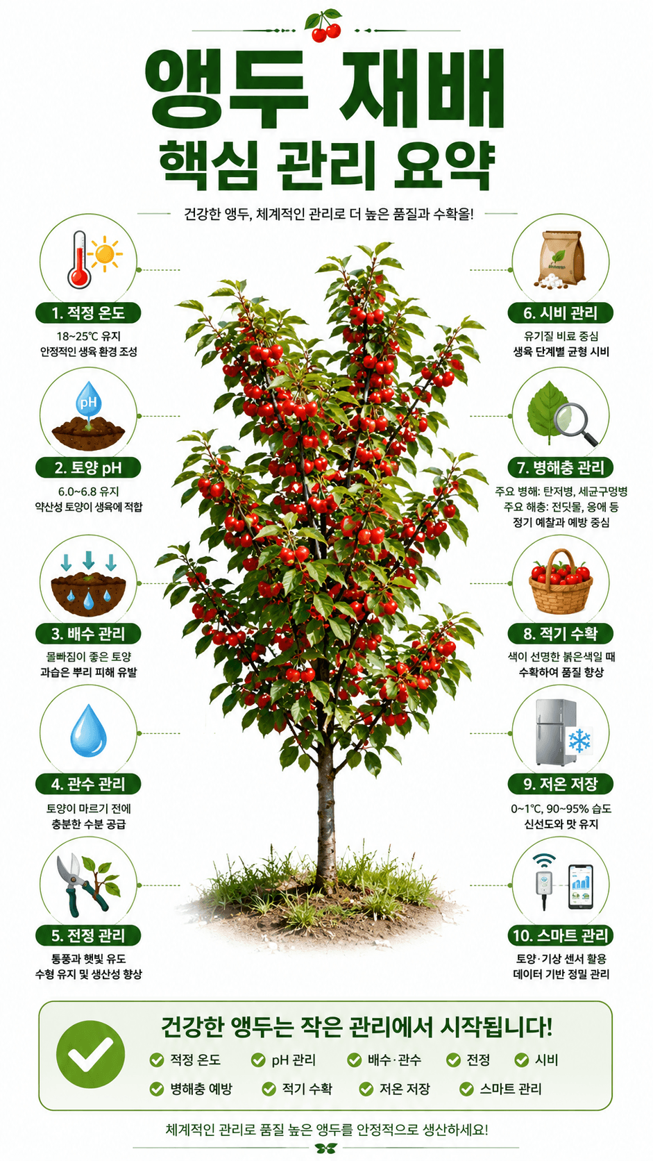 앵두 재배 핵심관리 요약 인포그래픽