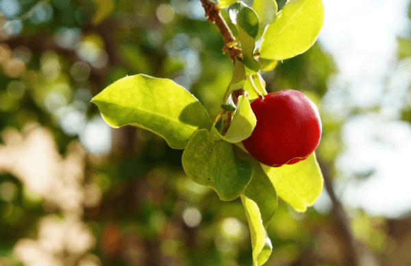 한비타민c 풍부 차, 아세로라
