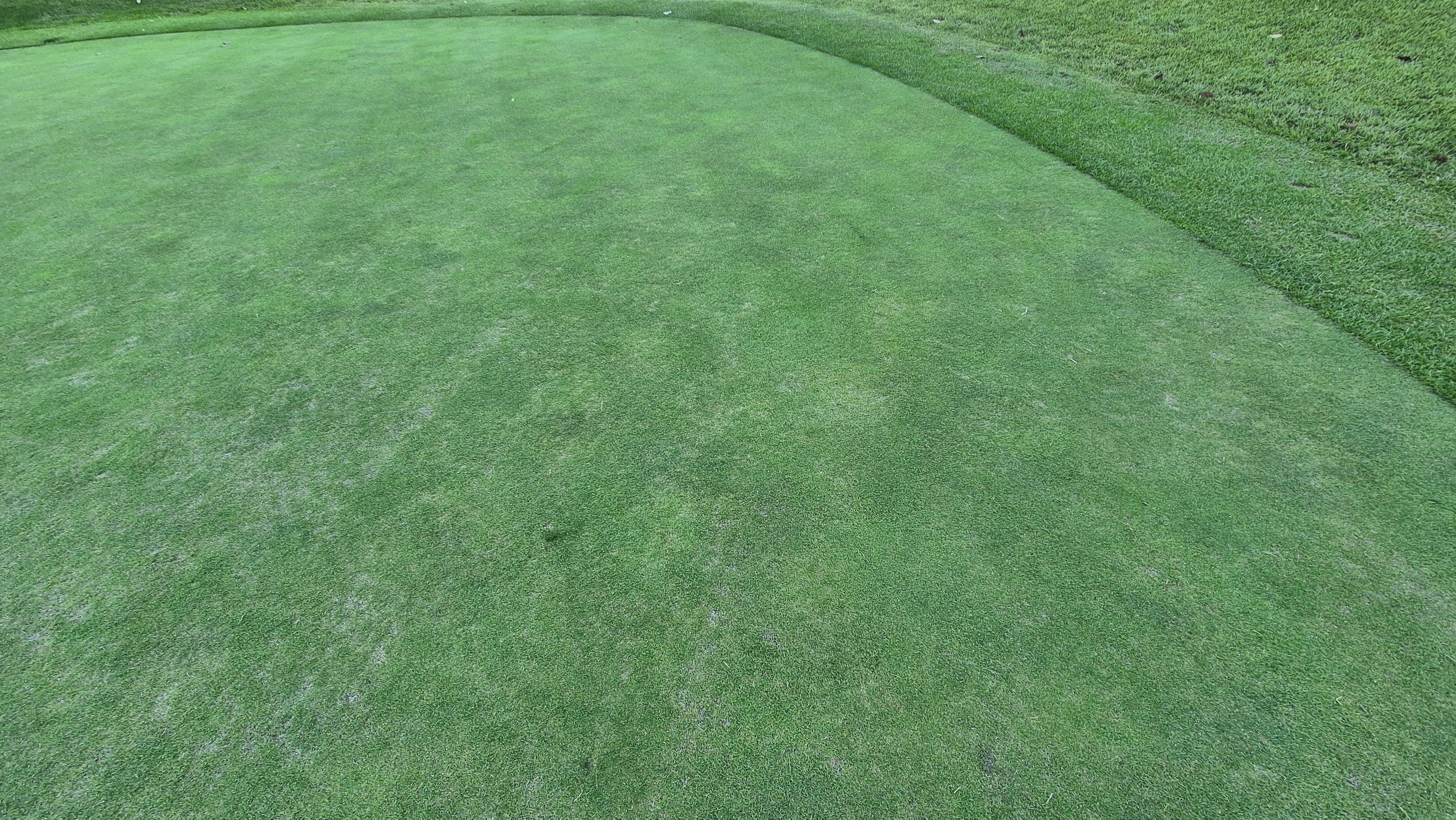 떼제베cc 동-북 코스 그린 관리 상태