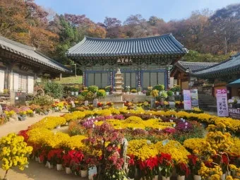 서산 개심사 청벚꽃 개화시기 명소_11