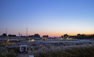하늘공원 억새축제