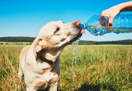 물마시는 강아지/출처:어도비스톡