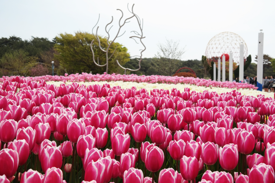 2025 충남 태안의 봄