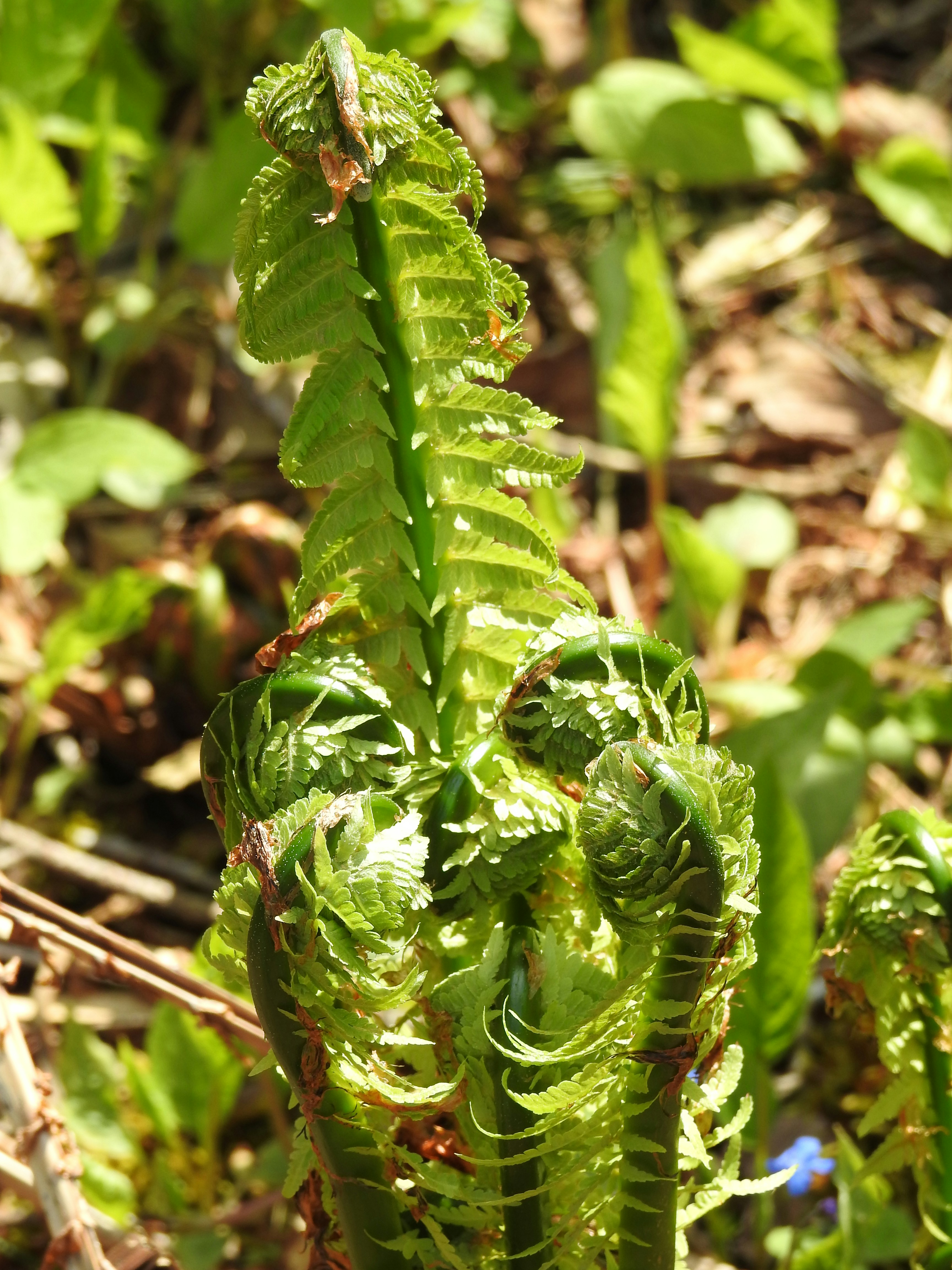 파리지옥 키우는 방법 및 먹이 (+ 물주기 분갈이 번식 방법)