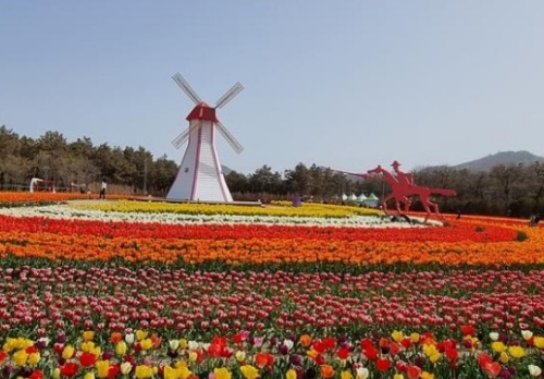 신안섬튤립축제
