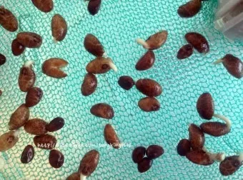 공심채 재배 여름 재배 물 충분 배수 필수_13