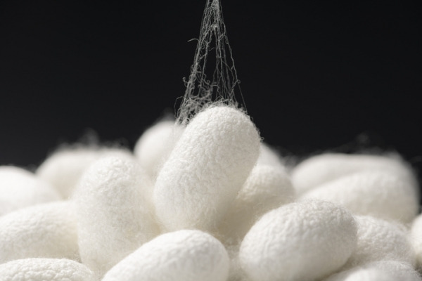 세라펩타제 누에고치