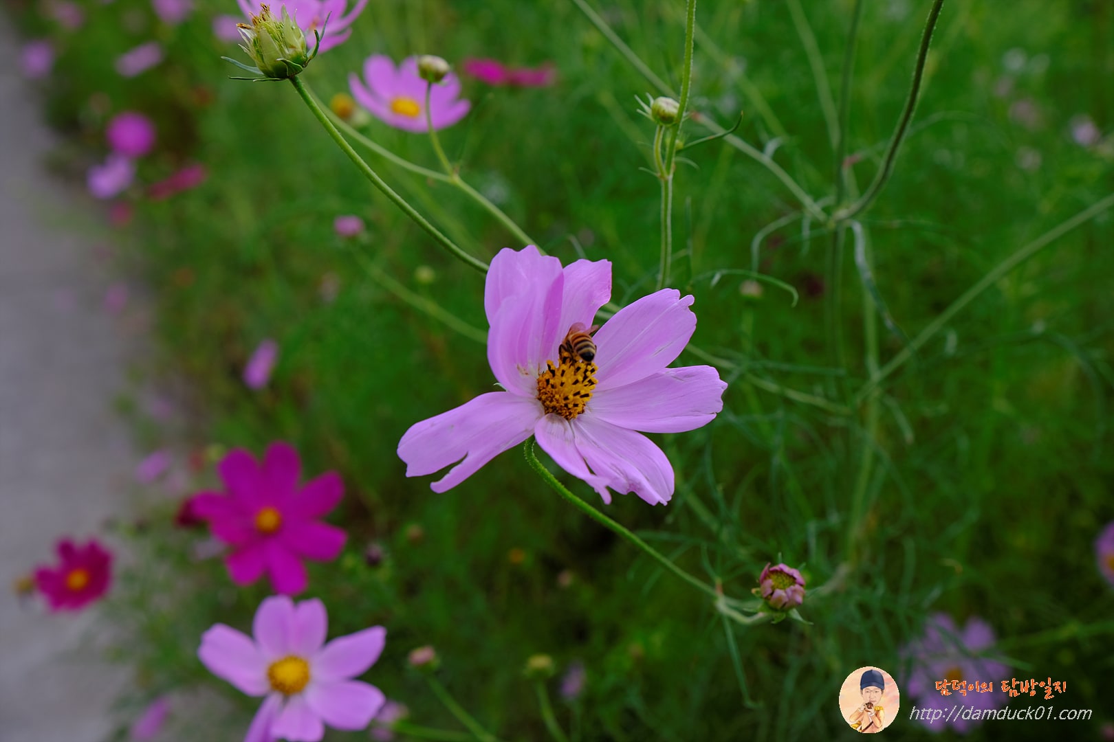 가을-코스모스-벌-담덕이의탐방일지