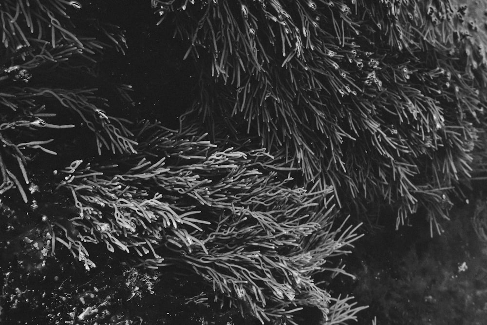 해조류 관련 이미지