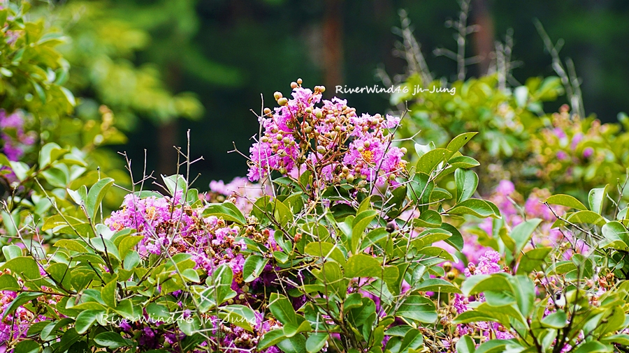배롱나무꽃,백일홍나무꽃, Lagerstroemia indica
