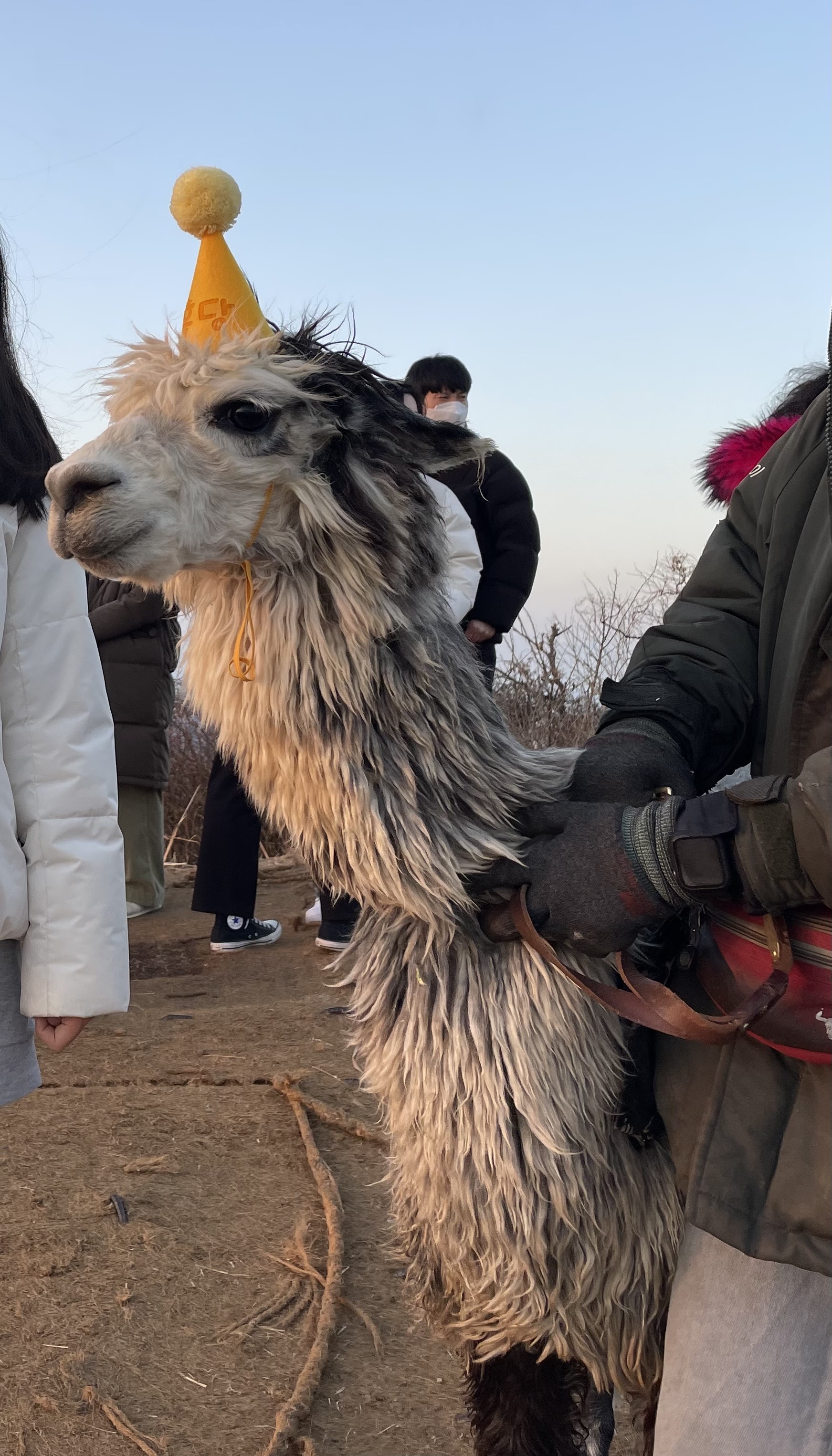 새별오름알파카