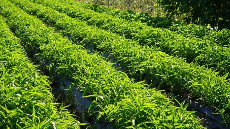 장마 기간 심으면 좋은 텃밭 작물