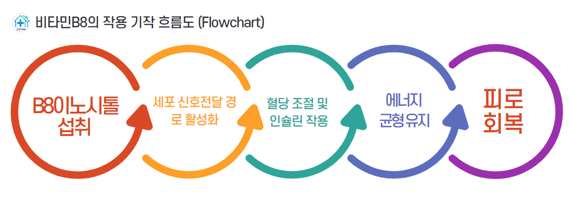 이노시톨은 특히 인슐린 신호 전달 경로에 관여해 혈당 조절과 관련된 대사 작용에 기여하며, 세포 내에서 에너지원으로 작용하는 포도당을 효율적으로 사용할 수 있도록 돕습니다.