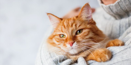 고양이를 안고 있는 남자.