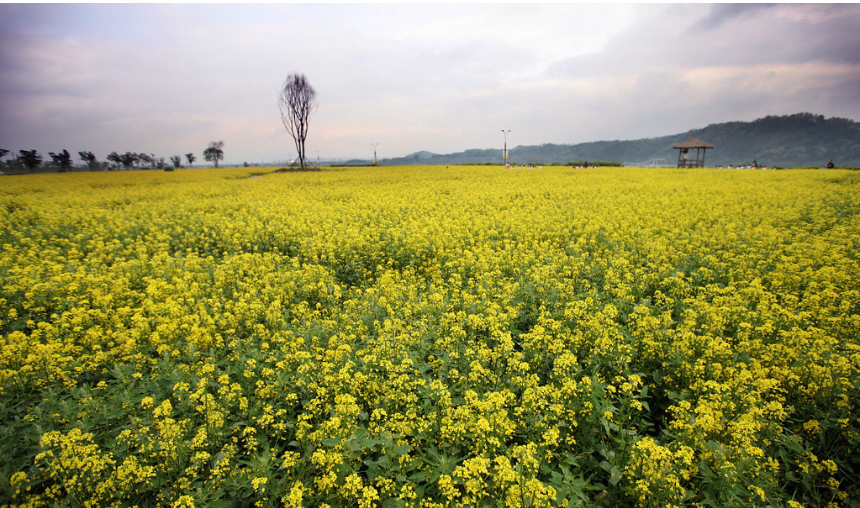 2023.유채꽃 한강예술제.2023년.입장료.가는길.주차장.일정.총정리
