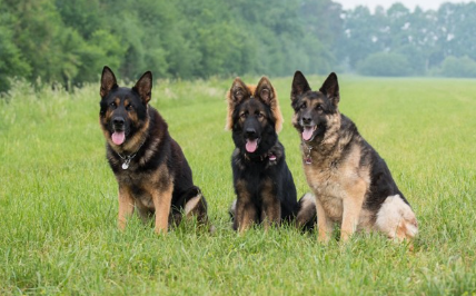 다양한 털색의 저먼 셰퍼드 도그 157469132.