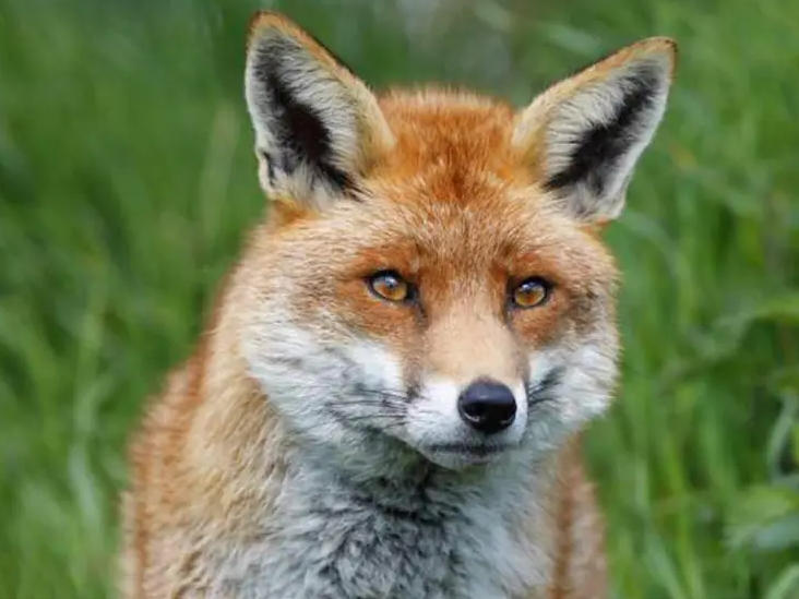 호가호위 - 잔꾀에 능한 동물의 상징인 여우