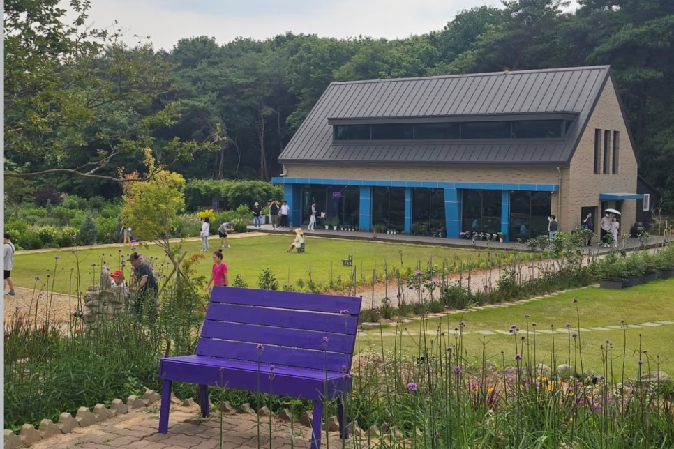 고성 하늬라벤더팜 라벤더 축제