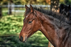말띠 2025년 운세