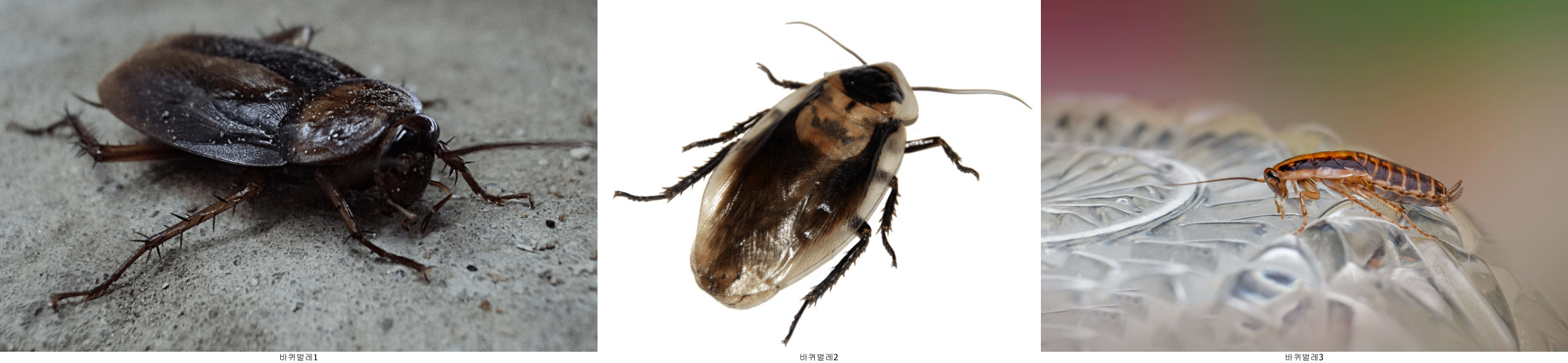 바퀴벌레