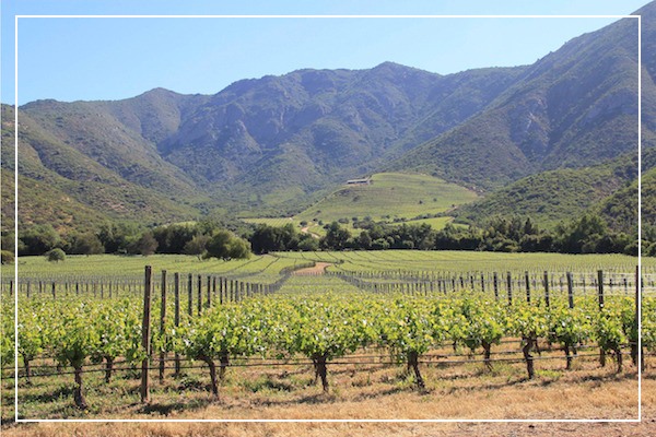 아콩카구아 밸리 와이너리